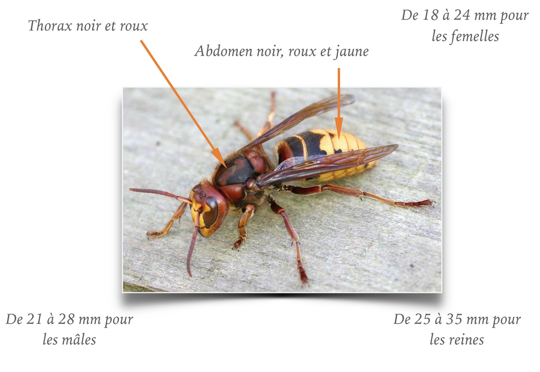 Grenoble differencier nid de guêpes, frelon, des bourdon, abeille — free download